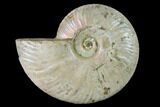 Silver Iridescent Ammonite (Cleoniceras) Fossil - Madagascar #137392-1